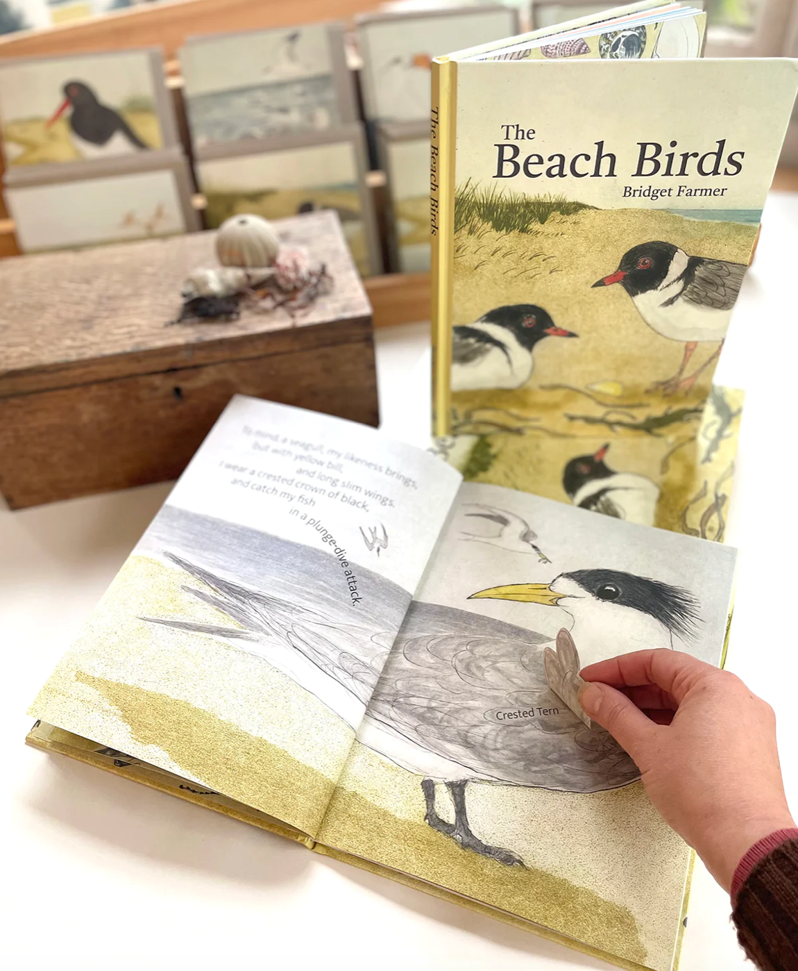 Bridget Farmer - The Beach Birds - Children's Lift The Flap Book