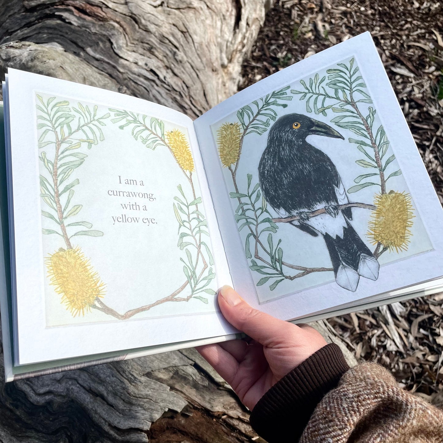 Bridget Farmer - I am a Magpie, I am a Currawong