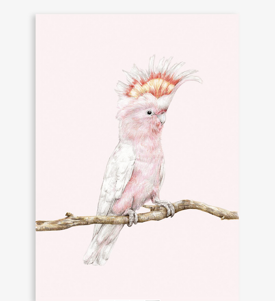 Hugo the Pink Cockatoo A4 Art print by Carmen Hui