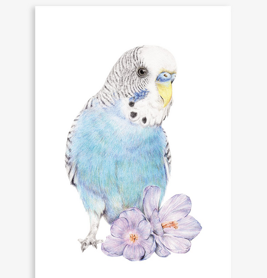 Josie the Budgie A4 Art print by Carmen Hui