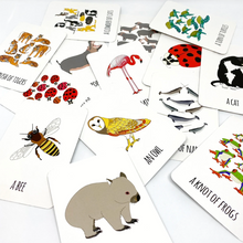 The Collective Noun Memory Game by Red Parka (Jen Cossins)