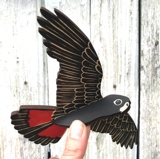 Bridget Farmer - Mobile - MALE Red-tailed Black Cockatoo