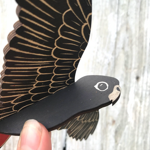 Bridget Farmer - Mobile - MALE Red-tailed Black Cockatoo